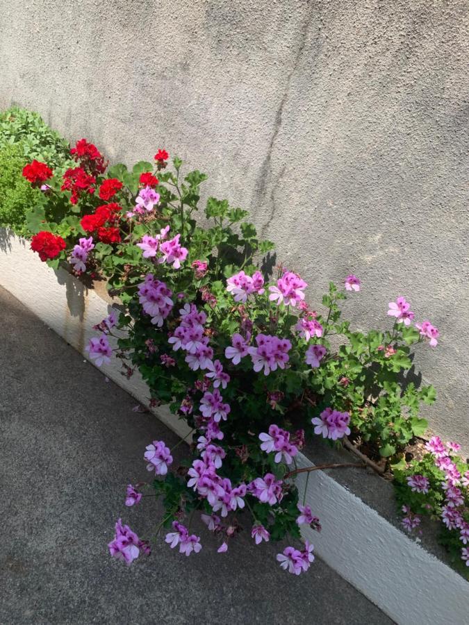 Aida Apartments And Rooms For Couples And Families Free Parking ドゥブロブニク エクステリア 写真